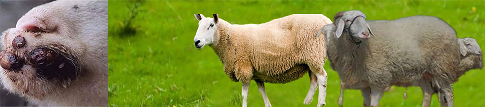 Symptoms and prevention of bluetongue in cattle and sheep